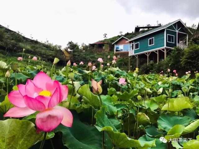三月绿茵铺大地，我采野菜忆儿时。约吗？