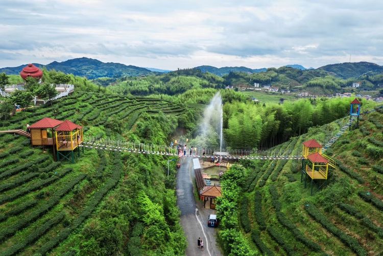 大仙峰•茶美人，你真的好美！