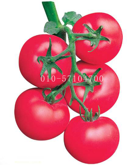 奇秀2号番茄种子|抗TY枯萎病黄萎病根腐病番茄种子 西红柿种子