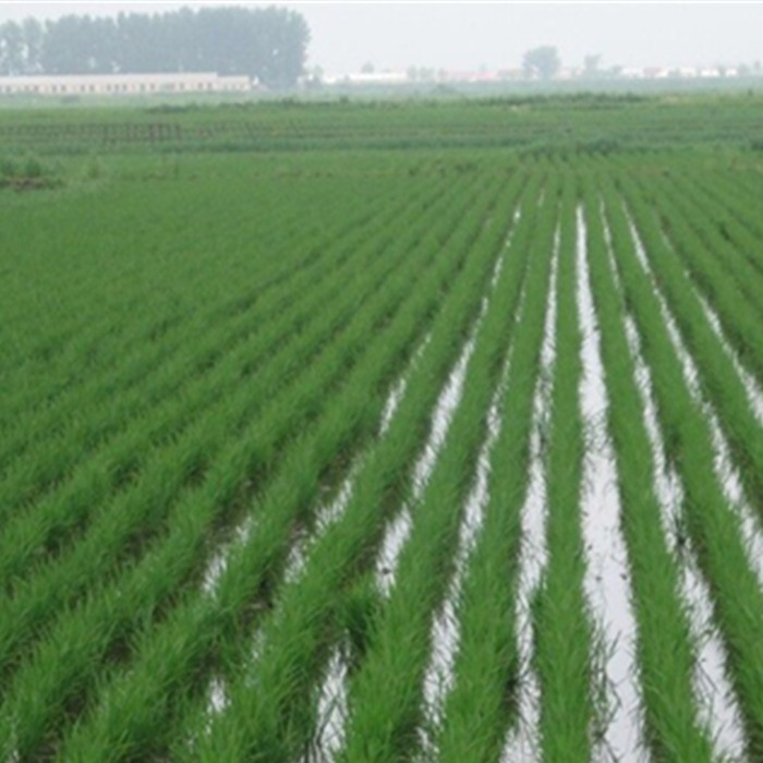 水稻生长期-企业相册-五常市丰田有机水稻种植