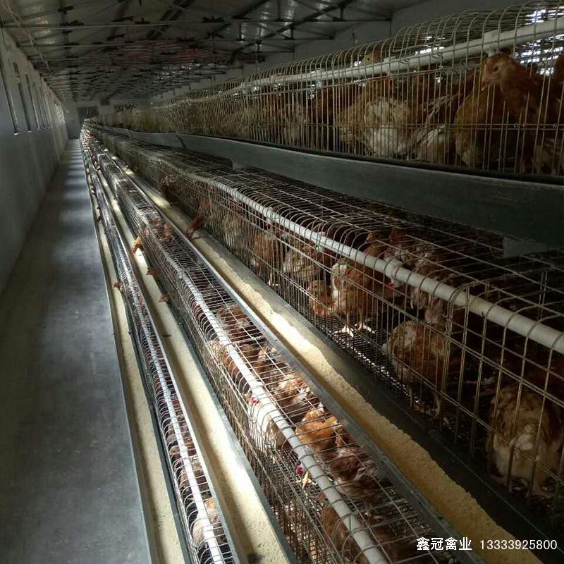 新利18体育|官方网站褐新利18体育鸡 新利18体育|官方网站褐新利18体育鸡