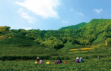 新增功能        西湖龙井茶集中产地狮峰山,梅家坞,翁家山,云栖,虎跑