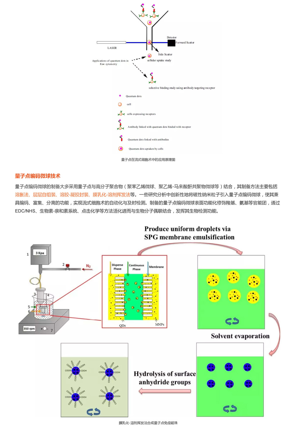 量子点荧光Western