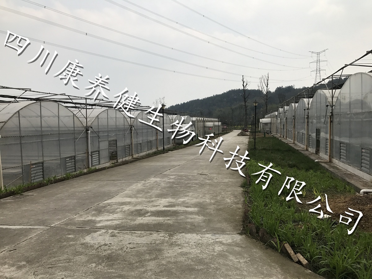 大棚