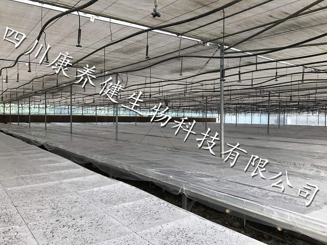 大棚
