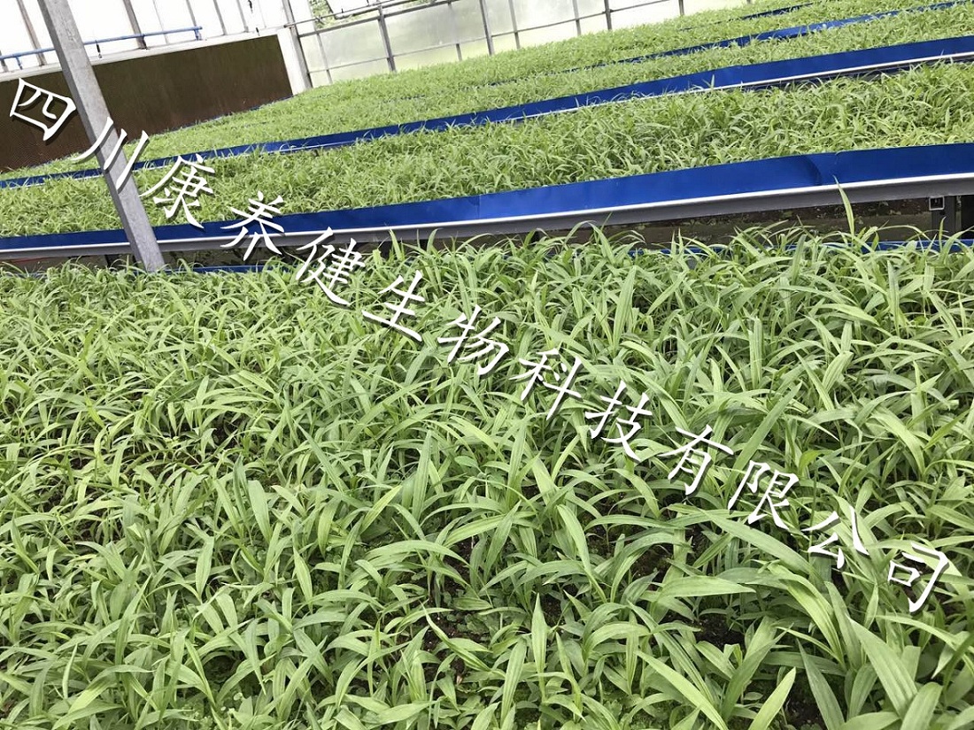 大棚