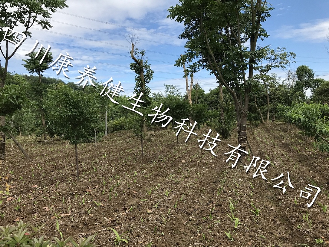 示范基地