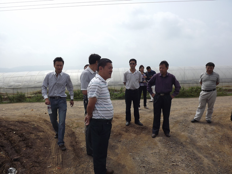 市县农业局领导视察曙光基地