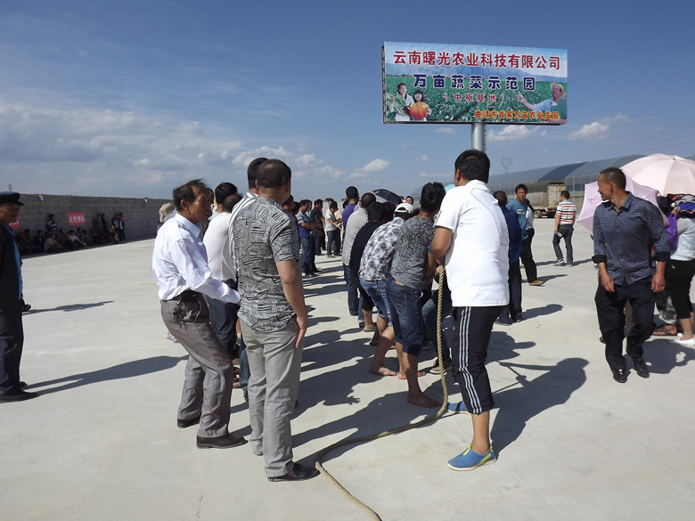 曙光公司合作社成员拔河赛