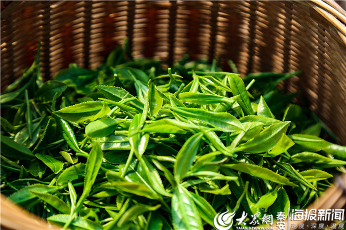独爱那茶、那鱼、那奇石