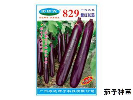 茄子种子 茄子种子
