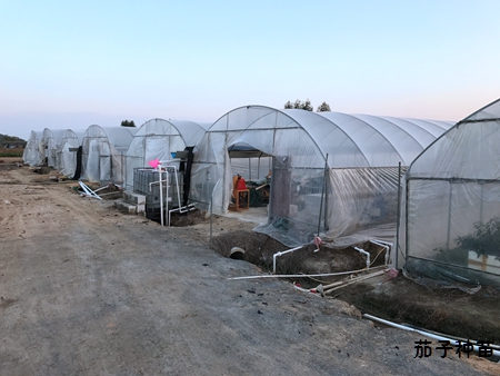 蔬菜培育基地 蔬菜培育基地