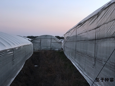 茄子种苗育苗大棚 茄子种苗育苗大棚