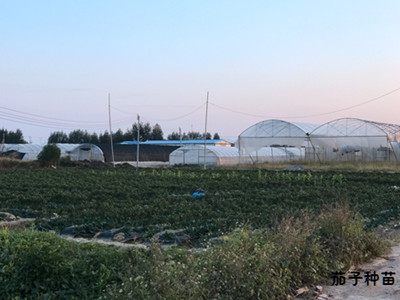 大棚种植嫁接苗 大棚种植嫁接苗