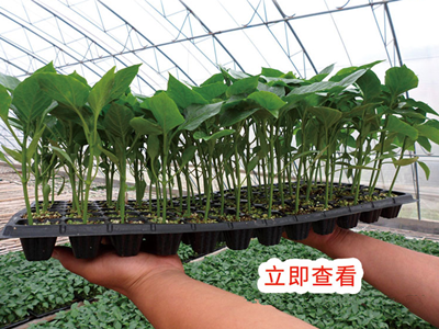嫁接苗改善蔬菜品质 嫁接苗改善蔬菜品质