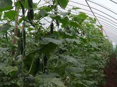 蔬菜嫁接苗提高耐寒性 蔬菜嫁接苗提高耐寒性