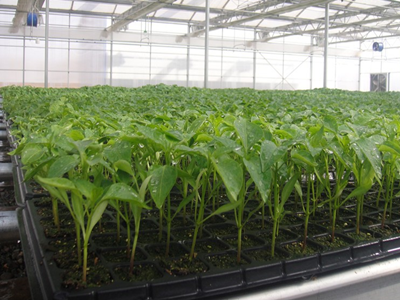 节约肥料的施用量 节约肥料的施用量