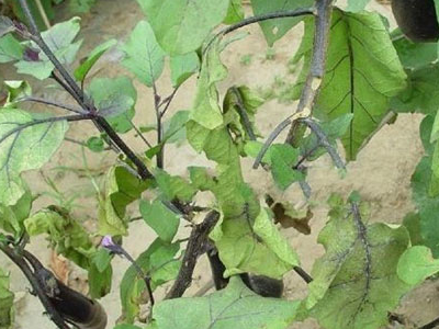 茄子枯萎病 茄子枯萎病