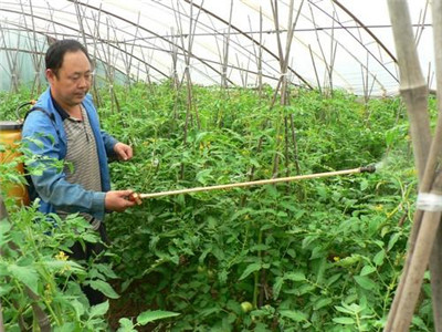 蔬菜种苗基地教你如何正确“叶面施肥” 蔬菜种苗基地教你如何正确“叶面施肥”