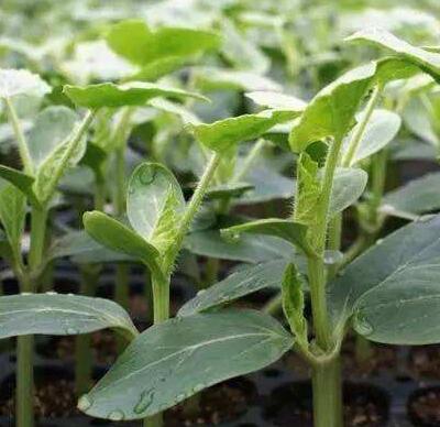 嫁接蔬菜图 嫁接蔬菜图