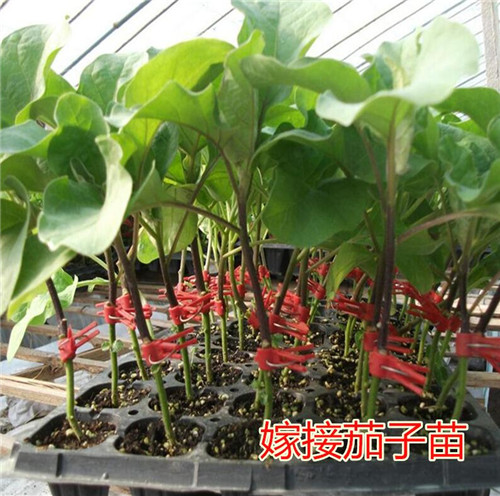 关于茄子苗种植技术解答 关于茄子苗种植技术解答