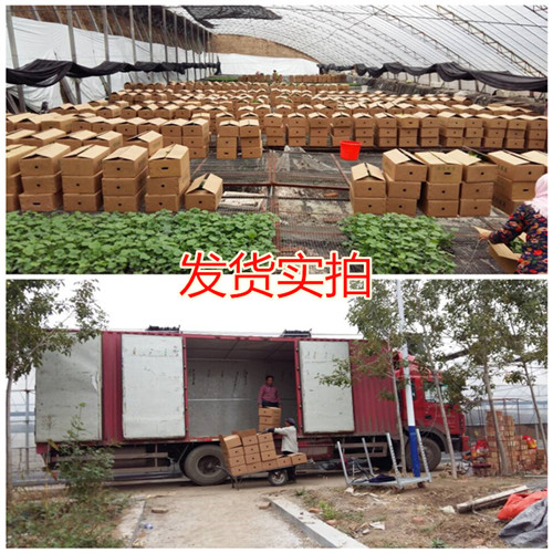 茄子苗基地 茄子苗基地