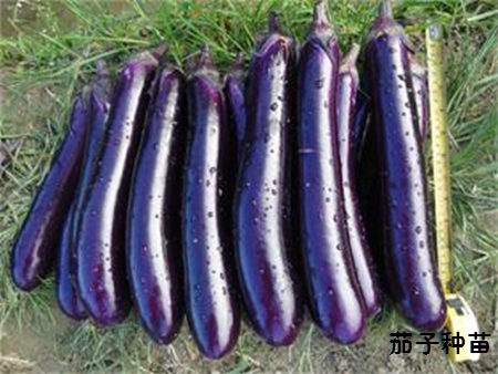 长丰829茄子苗 长丰829茄子苗