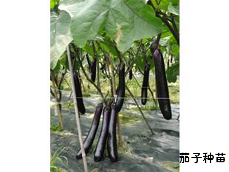 一般茄子开花25天后采收,此时茄眼即茄果萼片与果实相接处白色或淡绿色部分逐渐消失 一般茄子开花25天后采收,此时茄眼即茄果萼片与果实相接处白色或淡绿色部分逐渐消失