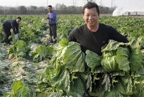 2018年露天种植什么蔬菜赚钱 2018年露天种植什么蔬菜赚钱