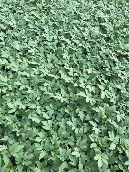 适合10月种植的蔬菜有那些?要怎么管理? 适合10月种植的蔬菜有那些?要怎么管理?