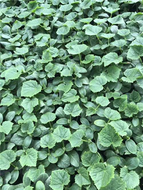 蔬菜种苗基地,常年批发茄子嫁接苗 蔬菜种苗基地,常年批发茄子嫁接苗