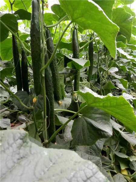 冬茬黄瓜嫁接苗