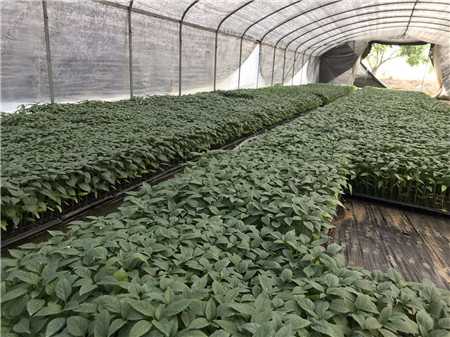辣椒苗_茄子种苗定植前后的2个注意事项 辣椒苗_茄子种苗定植前后的2个注意事项