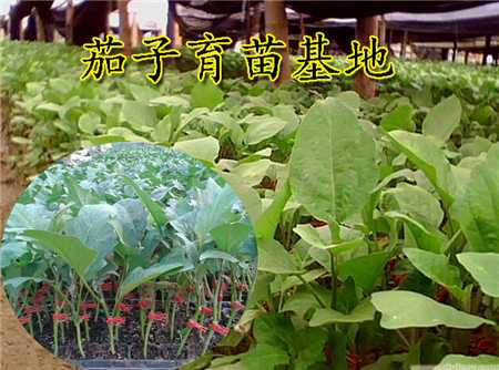 茄子嫁接苗的4个优势 茄子嫁接苗的4个优势