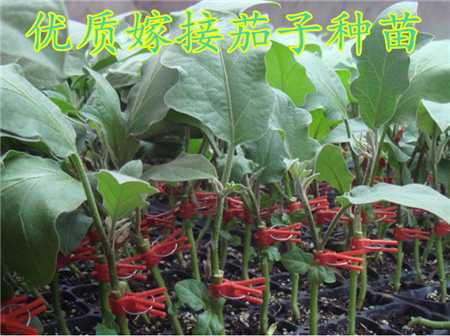 优质茄子嫁接苗 优质茄子嫁接苗