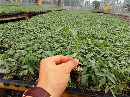蔬菜种苗 蔬菜种苗