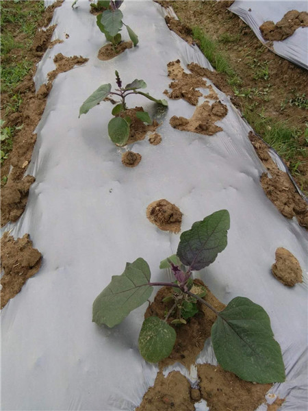江西茄子苗种植图片