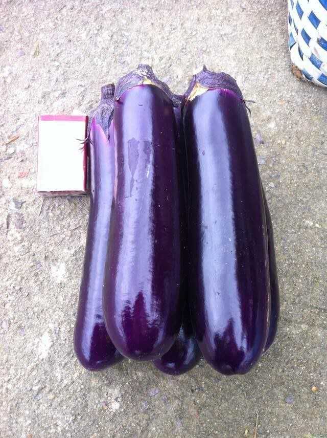 嫁接茄子苗