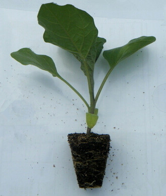茄子嫁接苗 茄子嫁接苗