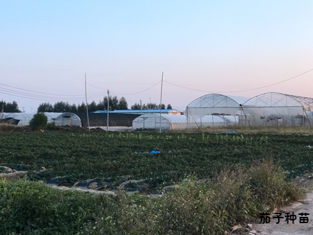 茄子种苗基地