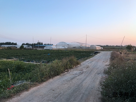 茄子种苗基地