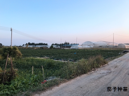 茄子种苗基地