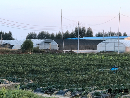 茄子种苗基地