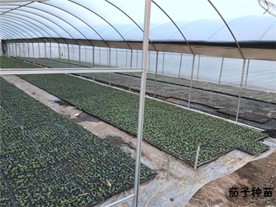 基地专注蔬菜种苗