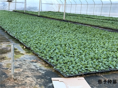 低价蔬菜种苗大量出售