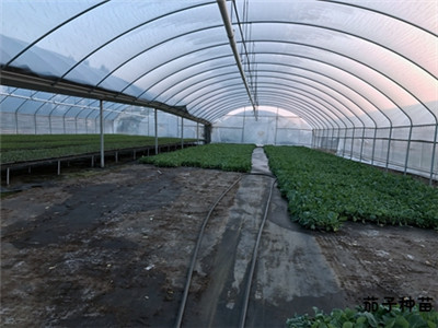 蔬菜种苗基地
