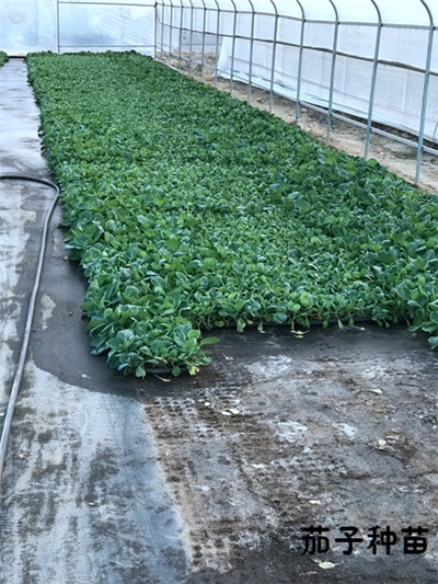 大棚蔬菜种苗