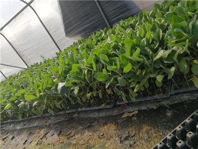 茄子苗种植基地 茄子苗种植基地