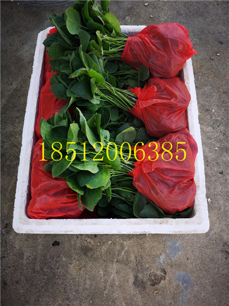 1000颗茄子嫁接苗 1000颗茄子嫁接苗