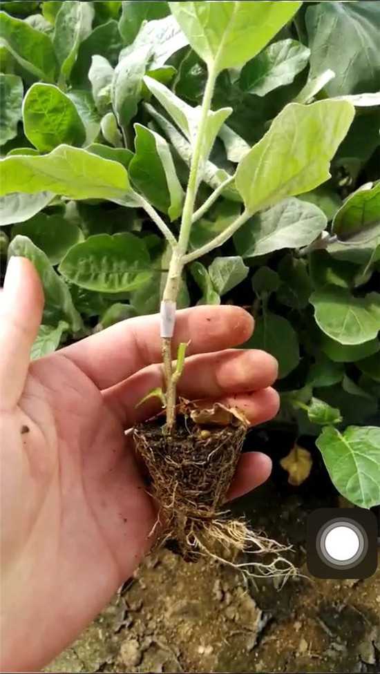 茄子嫁接苗 茄子嫁接苗